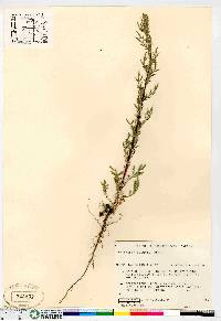 Artemisia biennis image