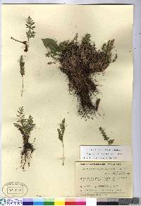 Cryptogramma acrostichoides image