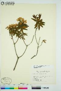 Rhododendron groenlandicum image