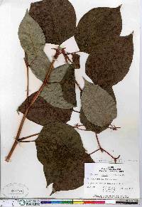 Reynoutria japonica image