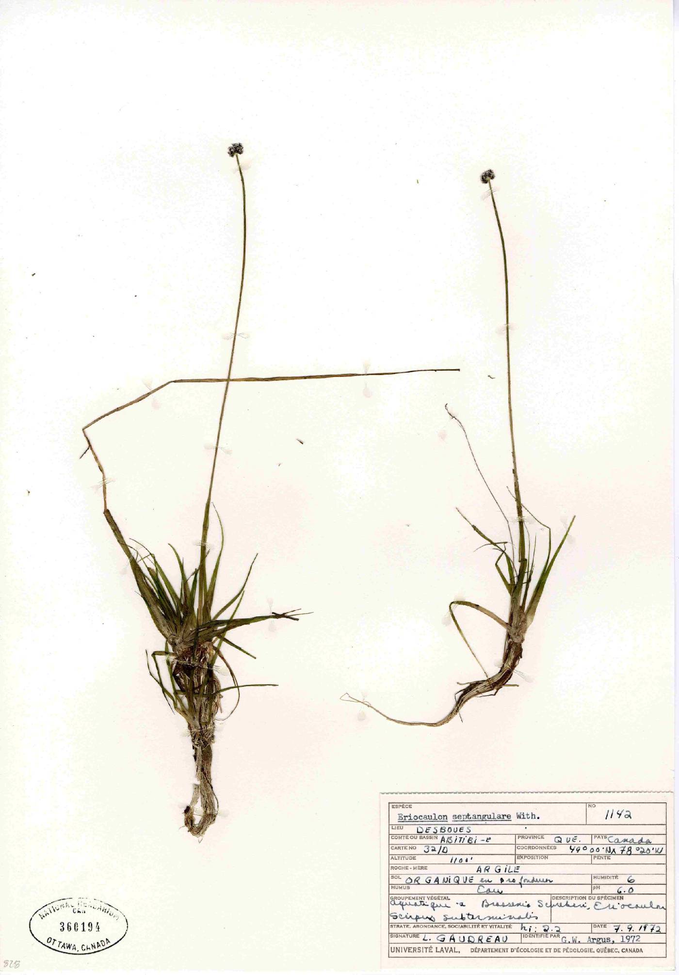 Eriocaulon septangulare image