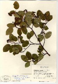 Amelanchier stolonifera image