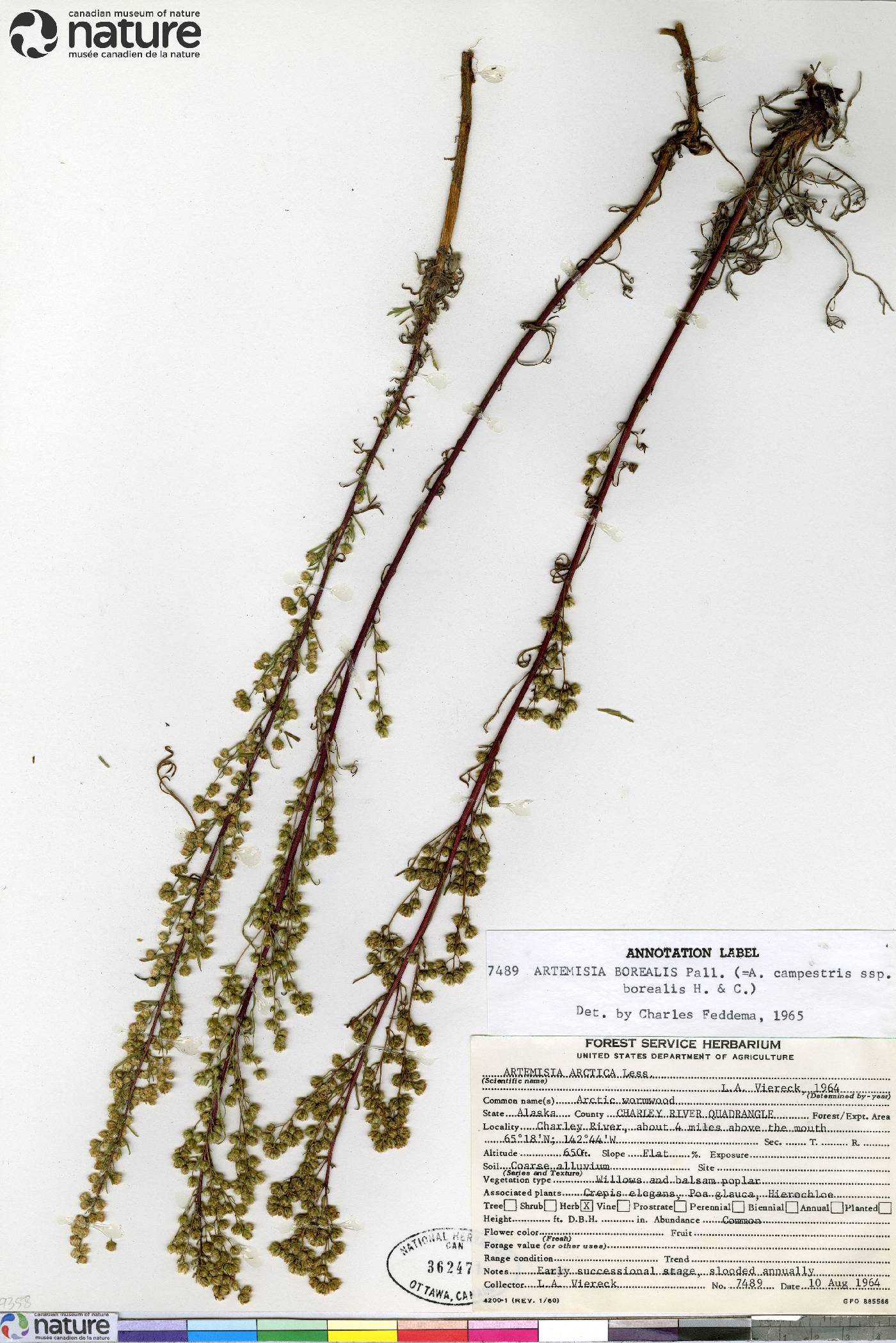 Artemisia campestris subsp. borealis image