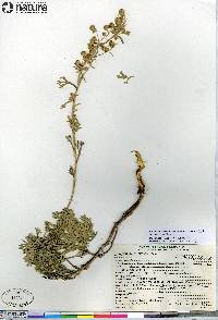 Artemisia kruhsiana image