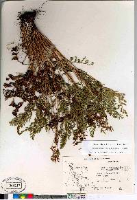 Cryptogramma acrostichoides image