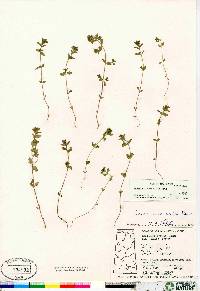 Euphrasia subarctica image