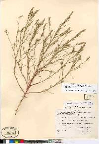 Corispermum americanum image