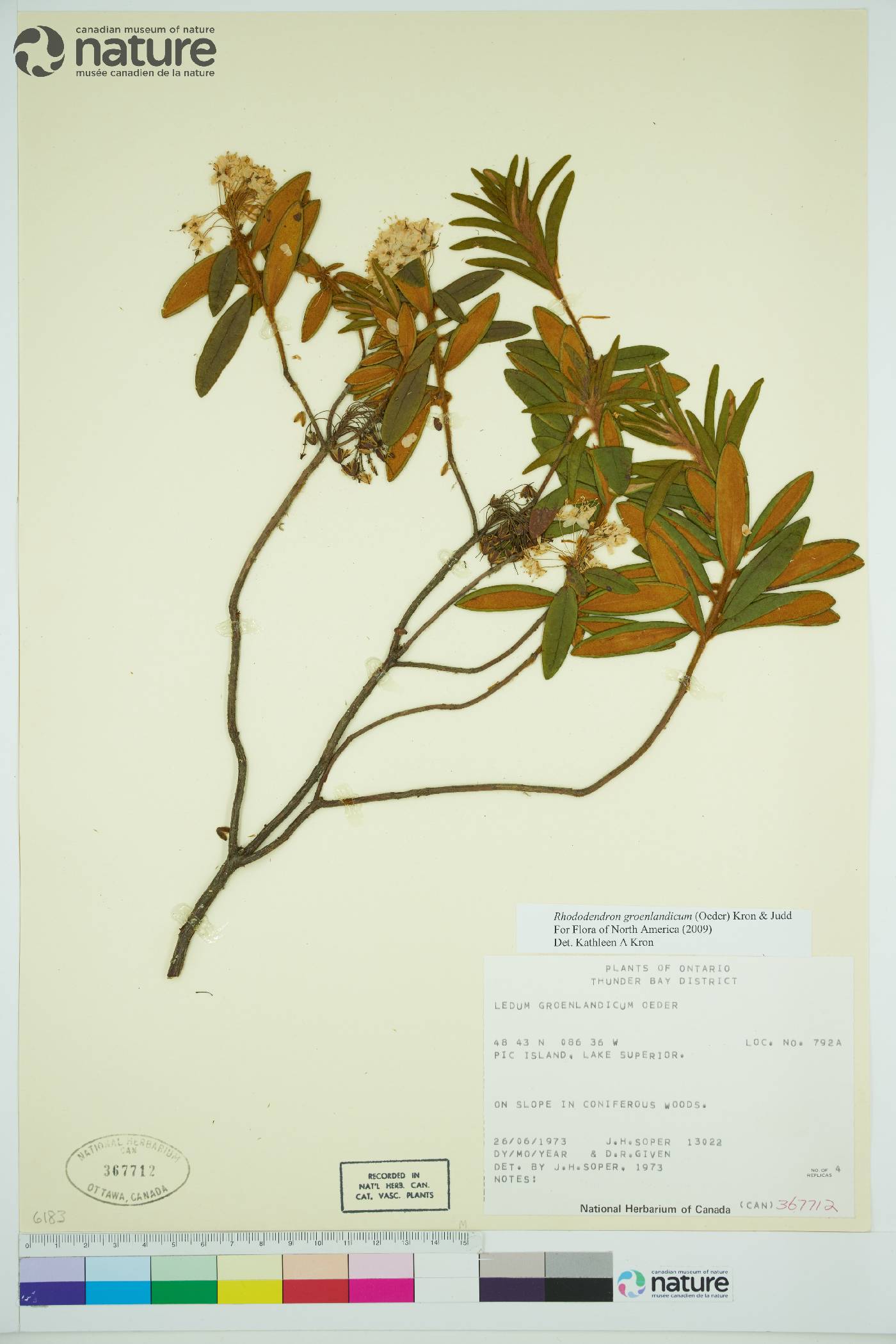 Rhododendron groenlandicum image