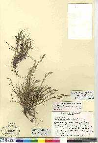 Poa paucispicula image