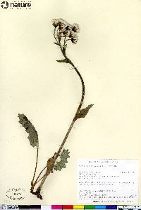 Petasites frigidus image