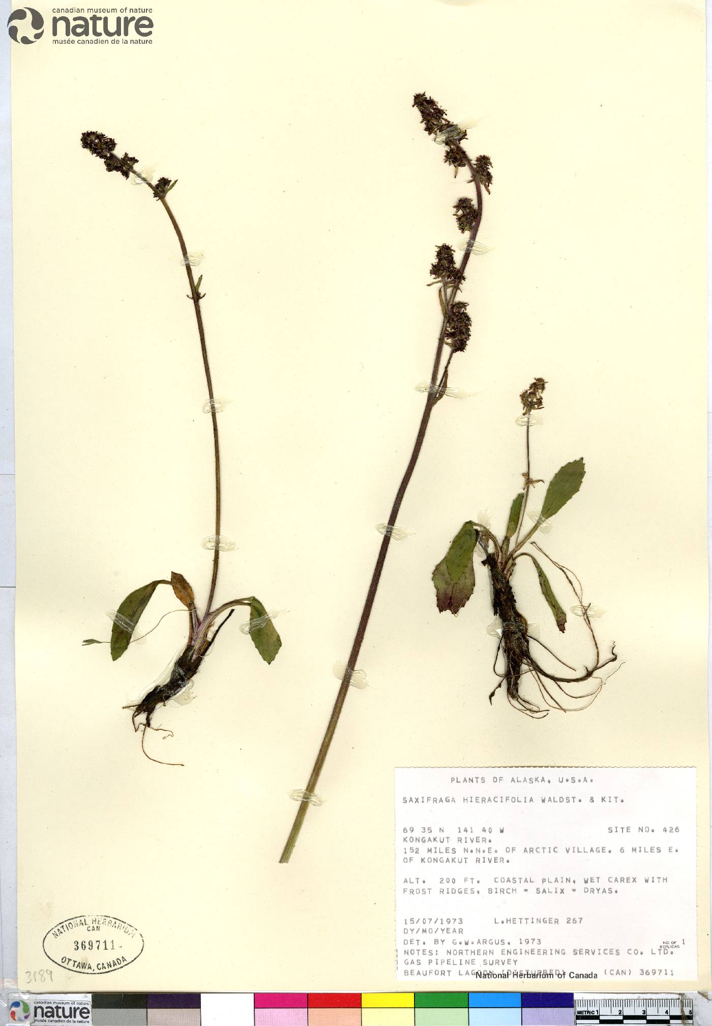 Saxifraga hieraciifolia image