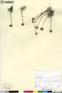 Antennaria friesiana image