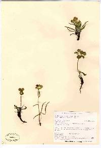 Bupleurum americanum image