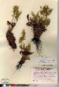 Cryptogramma acrostichoides image