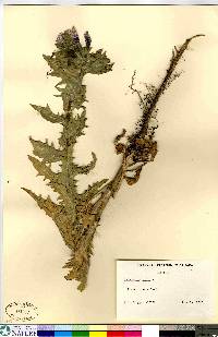 Hyoscyamus niger image