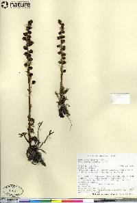 Artemisia arctica subsp. comata image