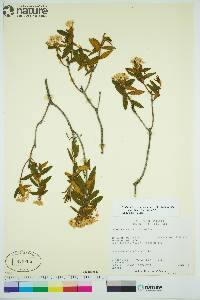 Rhododendron groenlandicum image