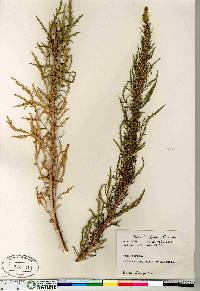 Artemisia biennis image