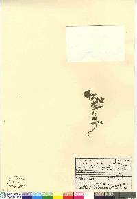 Euphrasia nemorosa image