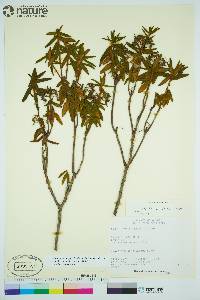 Rhododendron groenlandicum image