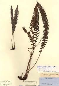 Steiropteris wrightii image