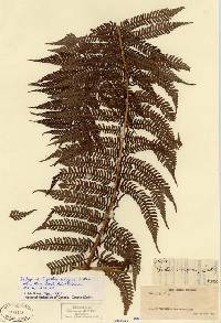 Cyathea insignis image