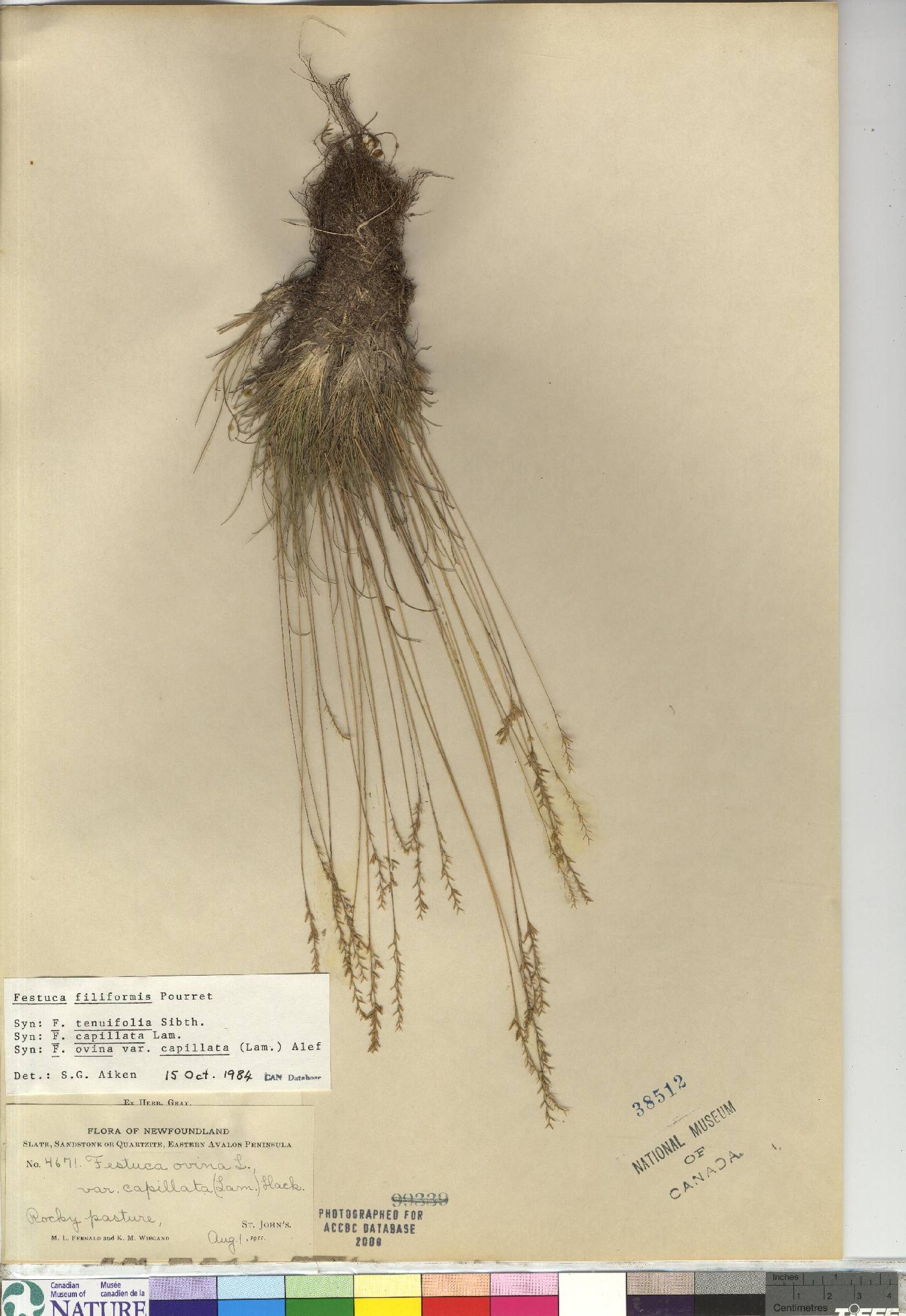 Festuca filiformis image