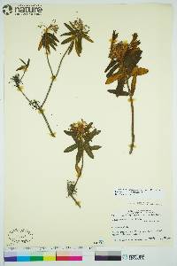 Rhododendron groenlandicum image