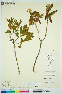 Rhododendron groenlandicum image