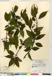 Salix barclayi image