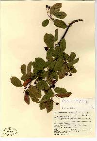 Amelanchier stolonifera image