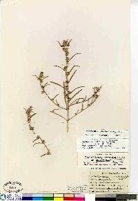 Corispermum hookeri image