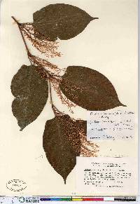 Reynoutria japonica image