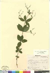 Galium circaezans image