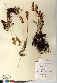 Cryptogramma acrostichoides image