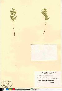 Cryptogramma stelleri image