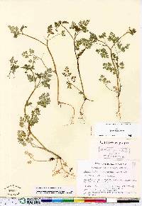 Chaerophyllum procumbens image