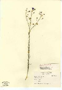 Linum lewisii image