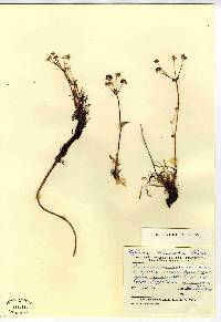 Bupleurum triradiatum image