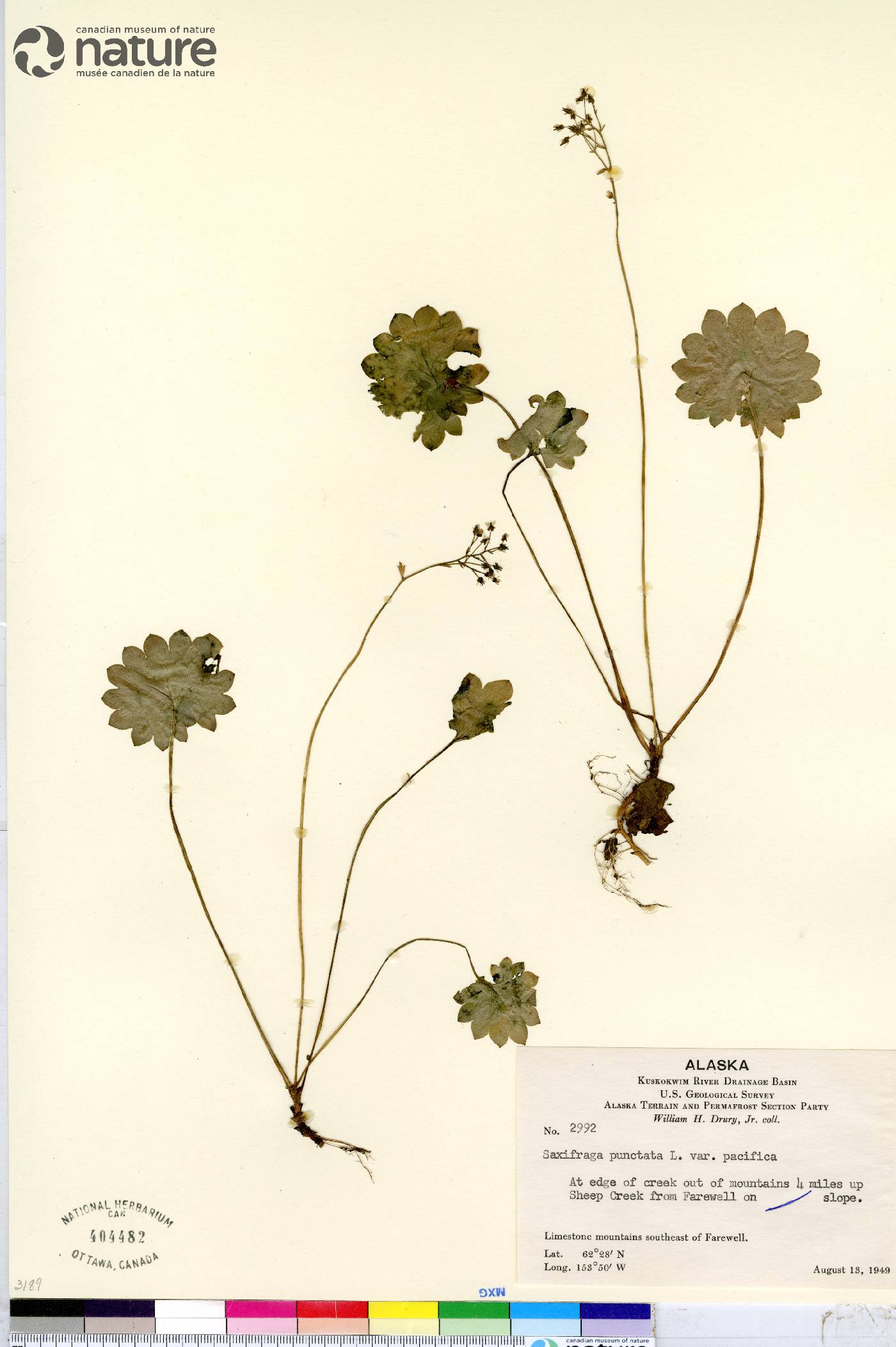 Micranthes nelsoniana var. pacifica image