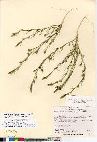 Corispermum hookeri image