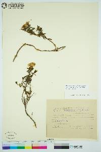 Rhododendron tomentosum image