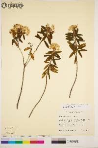 Rhododendron groenlandicum image