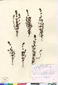 Euphrasia arctica image