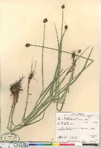 Carex macloviana image