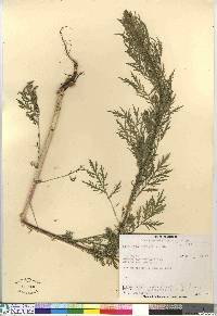 Artemisia biennis image