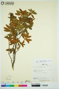 Rhododendron groenlandicum image