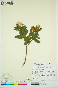 Rhododendron groenlandicum image