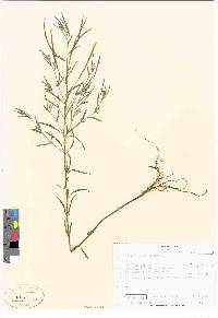 Epilobium palustre image