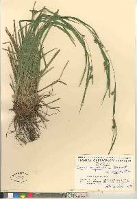 Carex grisea image